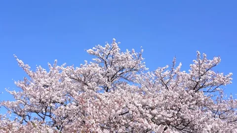 Landscape of the cherry blossom Stock Footage 169696423