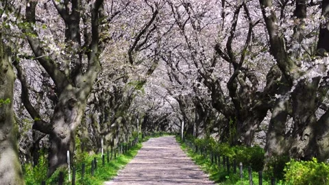 Landscape of the cherry blossom Stock Footage 169696516