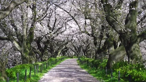 Landscape of the cherry blossom Stock Footage 169696701