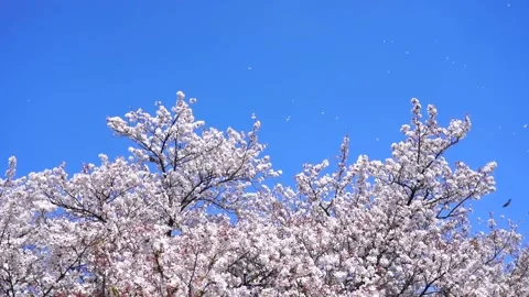Landscape of the cherry blossom Video stock 169696719
