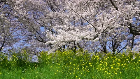 Landscape of the cherry blossom Stock Footage 170375651