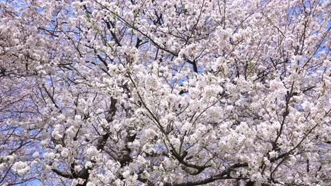Landscape of the cherry blossom Stock Footage 170375653