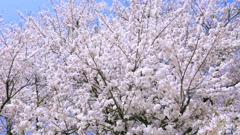 Landscape of the cherry blossom Stock Footage 170375666