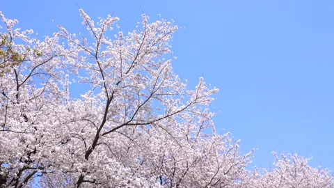 Landscape of the cherry blossom Stock Footage 170375670