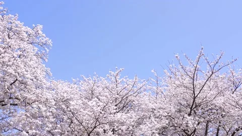 Landscape of the cherry blossom Stock Footage 170375779