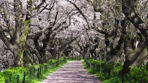 Landscape of the cherry blossom Stock Footage 170832609