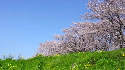 Landscape of the cherry blossom Stock Footage 170832615
