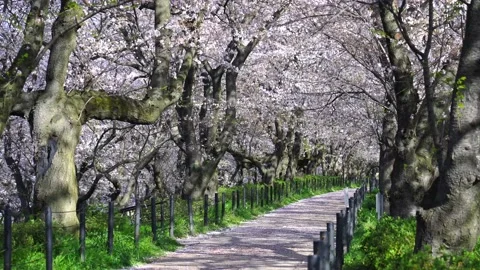 Landscape of the cherry blossom Stock Footage 170832617