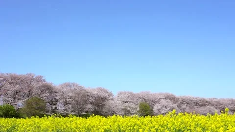 Landscape of the cherry blossom Stock Footage 170832632