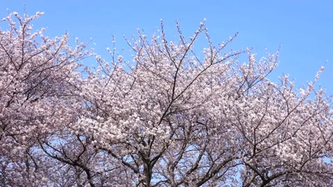 Landscape of the cherry blossom Stock Footage 170832637