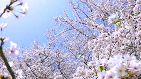 Landscape of the cherry blossom Stock Footage 170832701