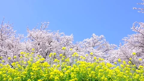 Landscape of the cherry blossom Stock Footage 170832702