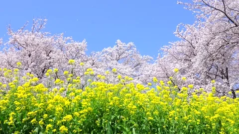 Landscape of the cherry blossom Stock Footage 170832706