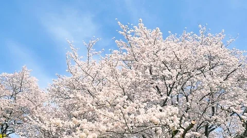 Landscape of the cherry blossom, slow motion Stock Footage 91875600