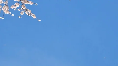 Landscape of the cherry blossom, slow motion Vídeos de archivo 91875605