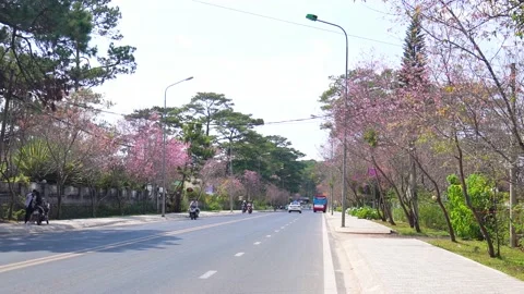 Landscape cherry blossom trees in a bustling morning sunshine Stock Footage 140967915