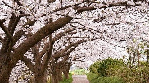 Landscape of cherry blossoms Video stock 104557964