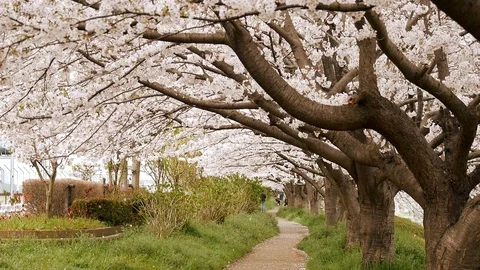 Landscape of cherry blossoms Video stock 104558428