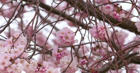 Landscape with cherry blossoms in spring Stock Footage 340085452