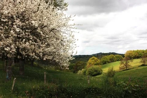 Landscape with cherry tree in bloom Stock Photos