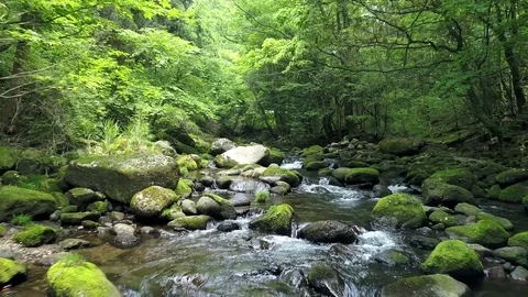 Landscape of clear stream Vidéo 80516762
