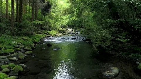 Landscape of clear stream Stock Footage