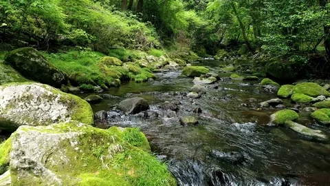 Landscape of clear stream Stock Footage