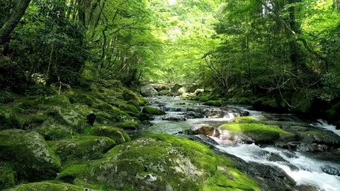 Landscape of clear stream Stockbeeldmateriaal 80516963
