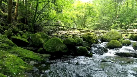 Landscape of clear stream Stock Footage 80517022