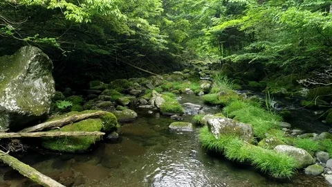 Landscape of clear stream Stock-Footage 80517061