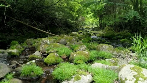 Landscape of clear stream Stock Footage 80517107