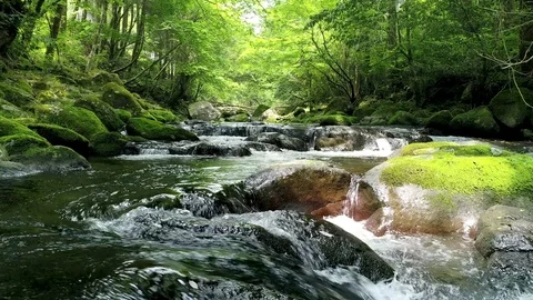 Landscape of clear stream Stock Footage 82956092