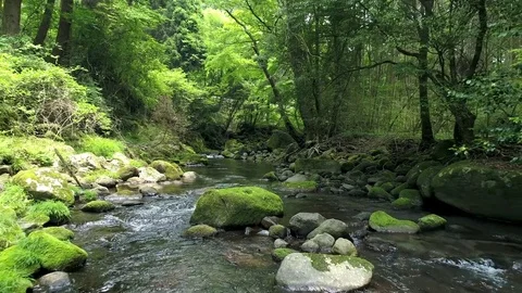 Landscape of clear stream Stock Footage 82956109