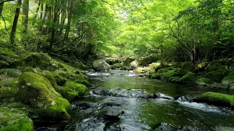 Landscape of clear stream Stockbeeldmateriaal 82956115