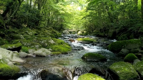 Landscape of clear stream Video stock 89076395