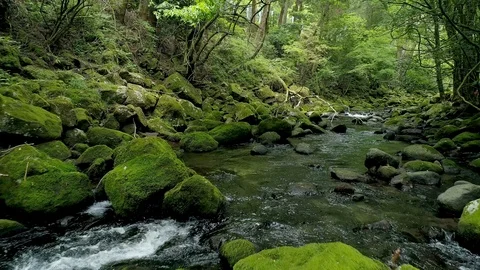 Landscape of clear stream Stock Footage 89076457