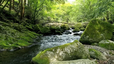 Landscape of clear stream Stock-Footage 90893810