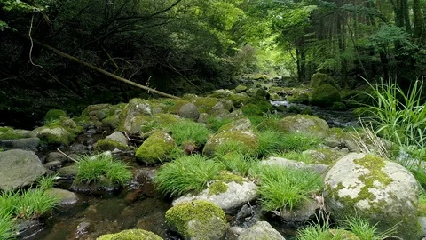 Landscape of clear stream 库存影片 91201697