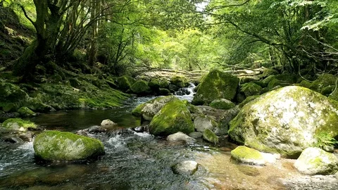 Landscape of clear stream Video stock 91201704