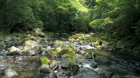 Landscape of clear stream Stock Footage 91201706