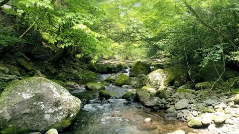 Landscape of clear stream Vídeo Stock 91201714