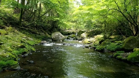 Landscape of clear stream Stock-Footage 92053377