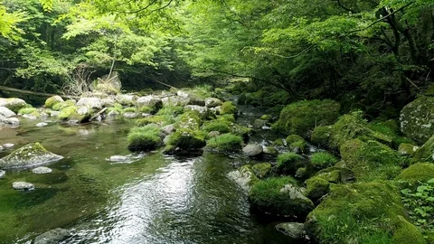 Landscape of clear stream Vídeo Stock 92053381