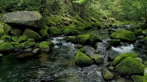 Landscape of clear stream Stock Footage 92053382