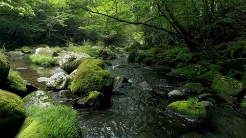 Landscape of clear stream Vídeo Stock 93836187