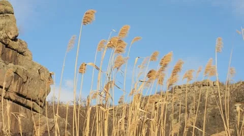Landscape with clouds and reed Stock Footage 21907230