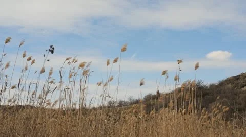 Landscape with clouds and reed Video stock 21913429