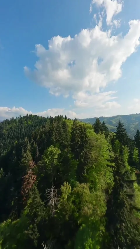 Landscape with clouds and trees Stock Footage 273058872