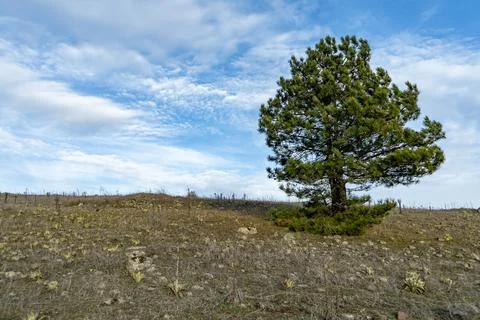 Landscape, cloudy sky and the tree Stock Photos