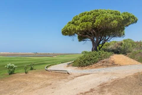 Landscape at coast  with pine tree Stock Photos